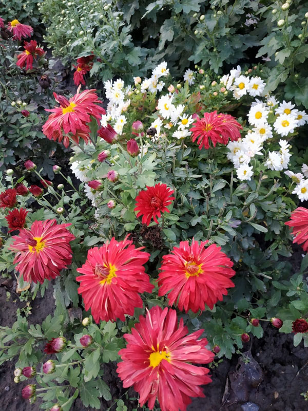 Осенние цветы хутора Стефановский