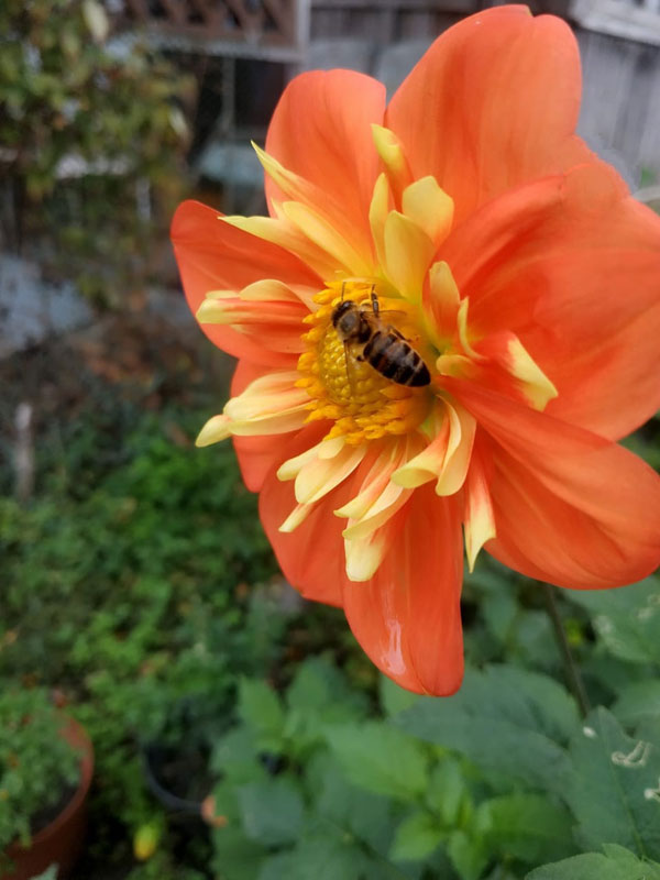 Осенние цветы хутора Стефановский