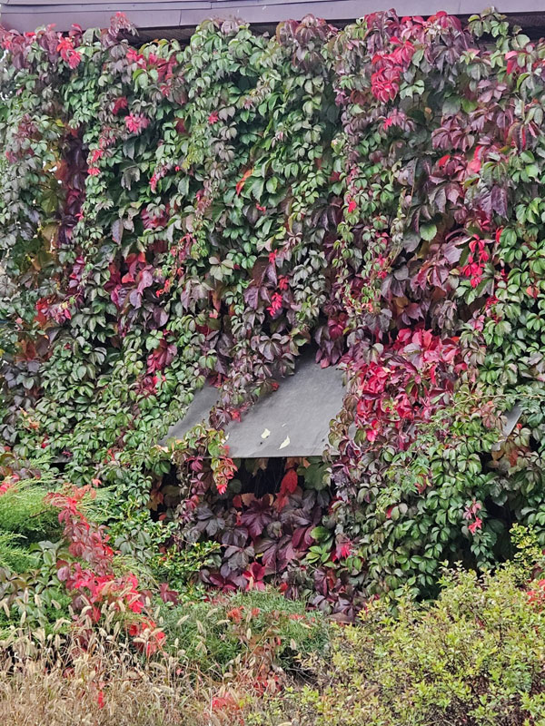 Осенние цветы хутора Стефановский