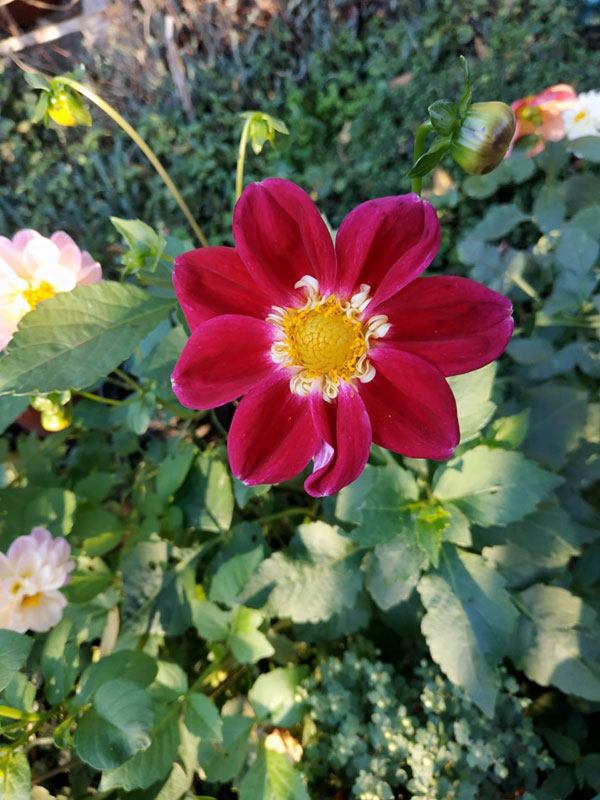 Осенние цветы хутора Стефановский