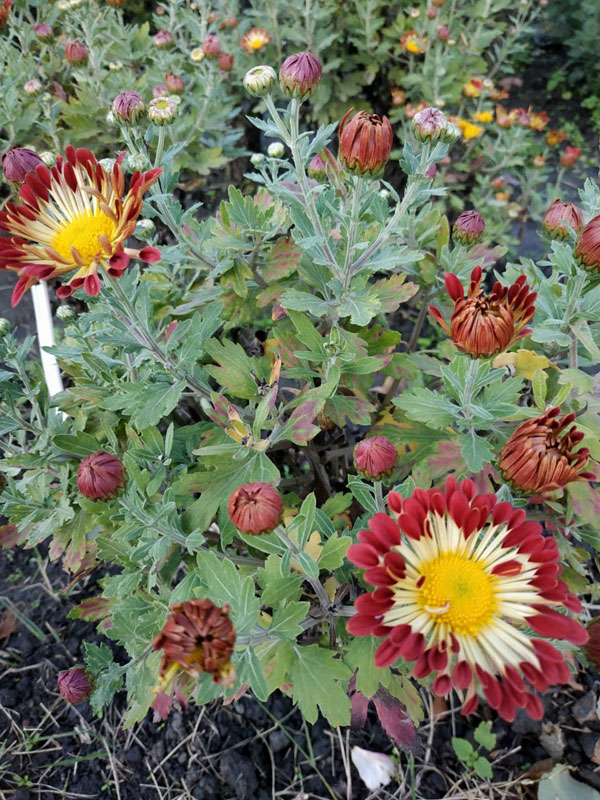 Осенние цветы хутора Стефановский