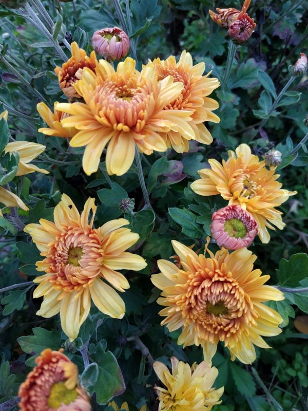 Осенние цветы хутора Стефановский