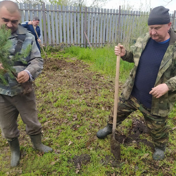 подготовка лунки для посадки голубой ели